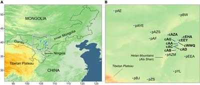 Parallel adaptation prompted core-periphery divergence of Ammopiptanthus mongolicus